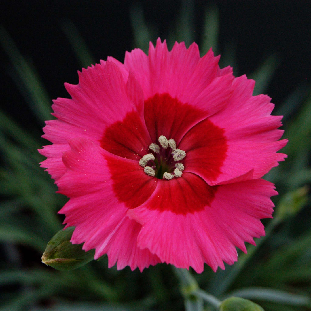 Dianthus Cocktails Collection