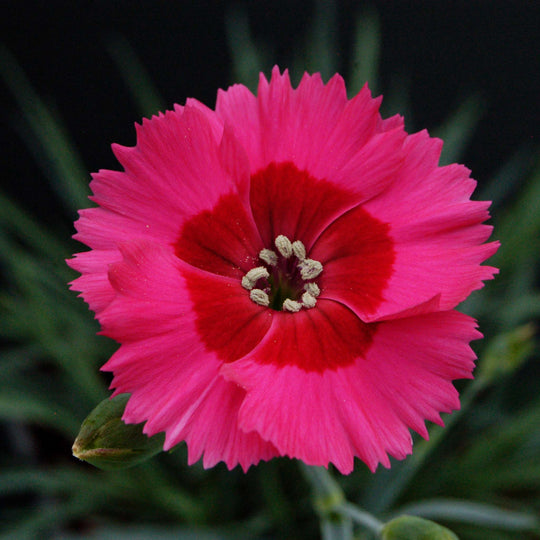 Dianthus Cocktails Collection