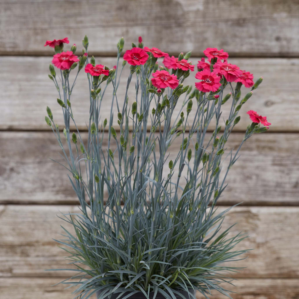 Dianthus Cosmopolitan