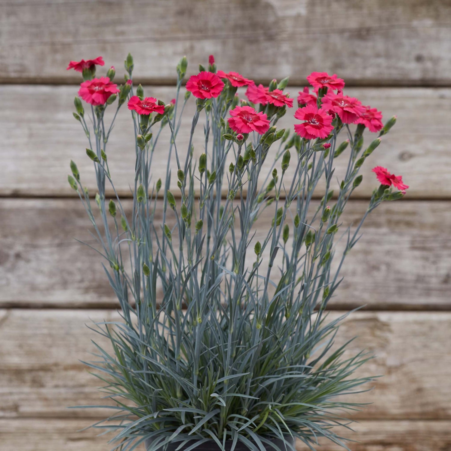 Dianthus Cosmopolitan