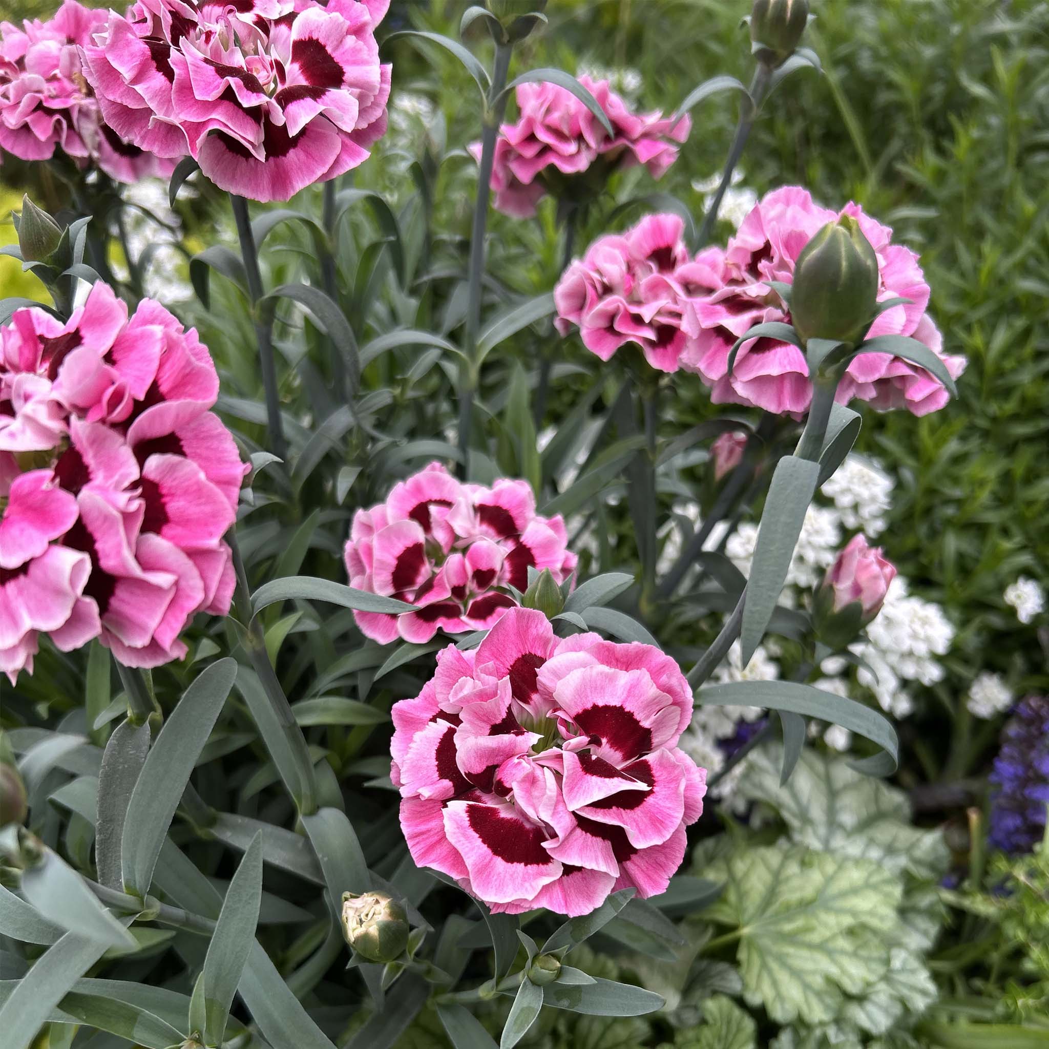 Dianthus Mrs Ann