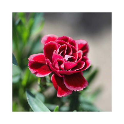 Dianthus Dinamic Collection