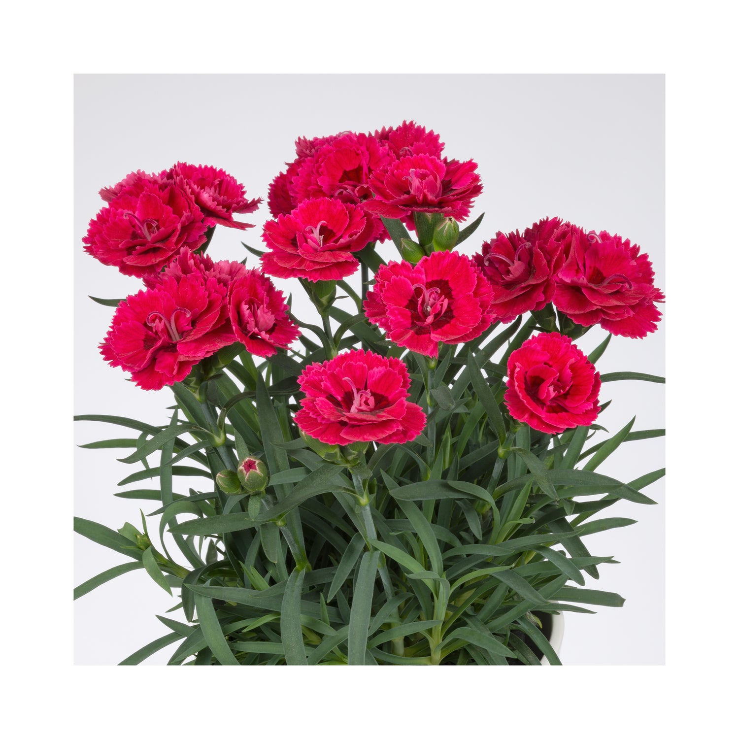 Dianthus Dinamic Cherry