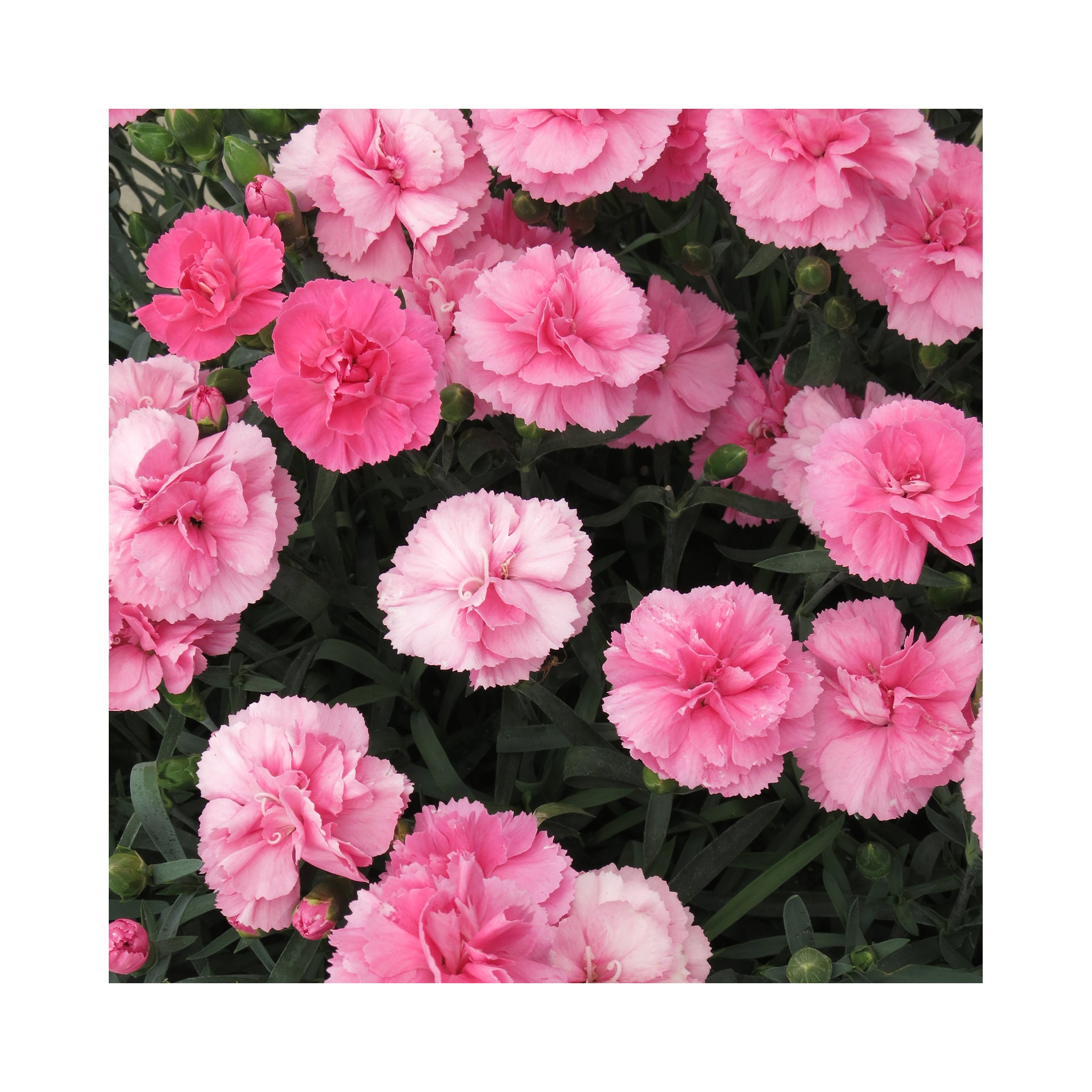 Dianthus Dinamic Pink