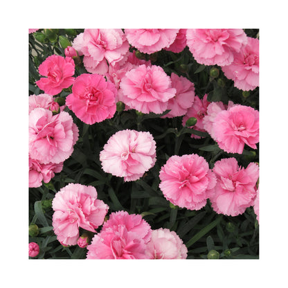 Dianthus Dinamic Collection