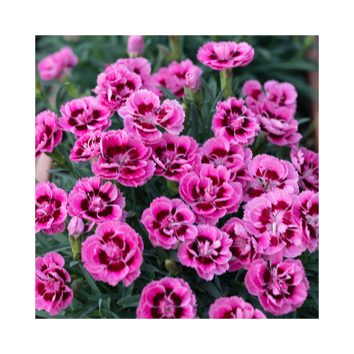 Dianthus Dinamic Pink Eye