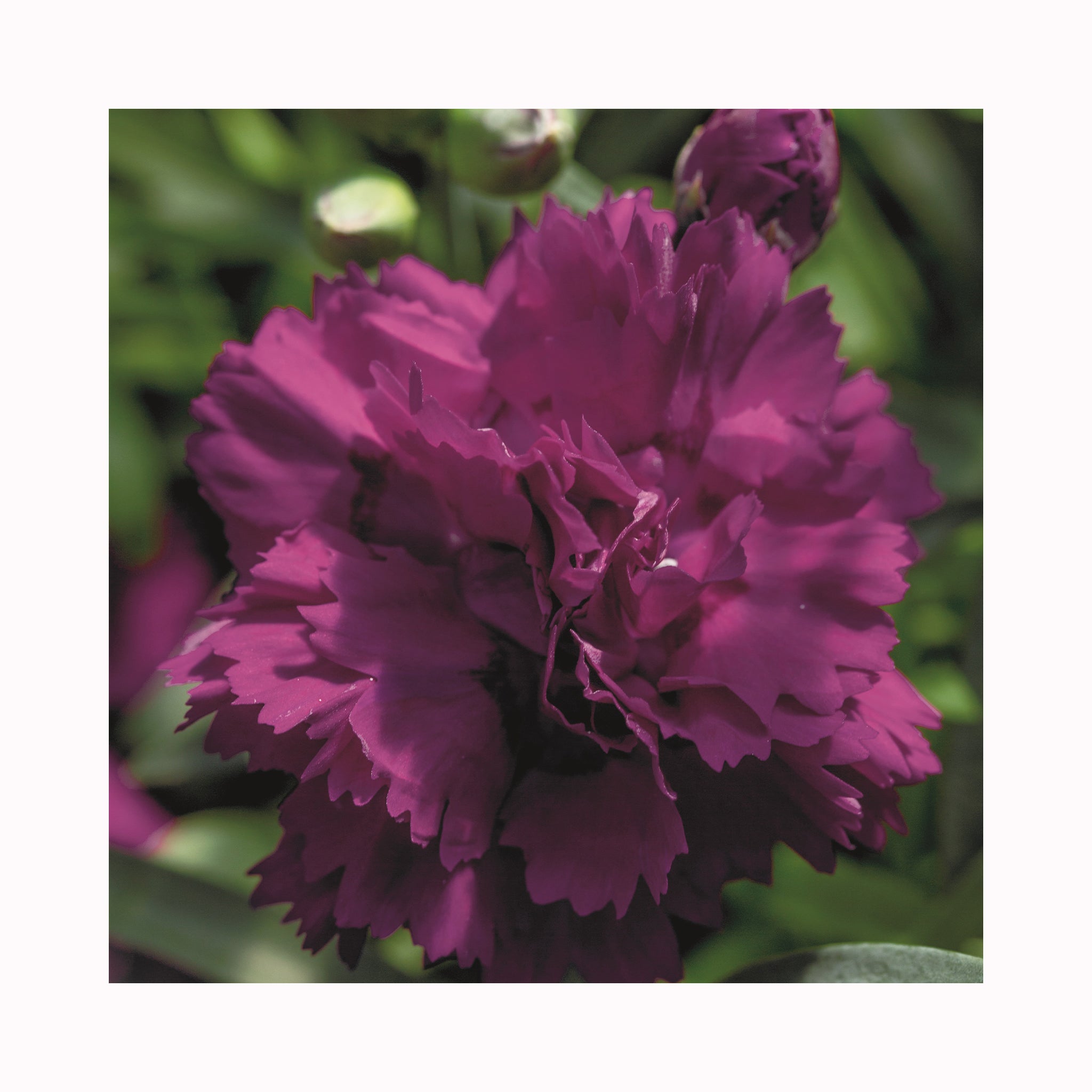 Dianthus Dinamic Violet