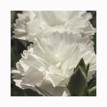 Dianthus Dinamic Collection