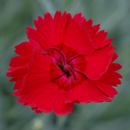 Dianthus Alpine Fire Star