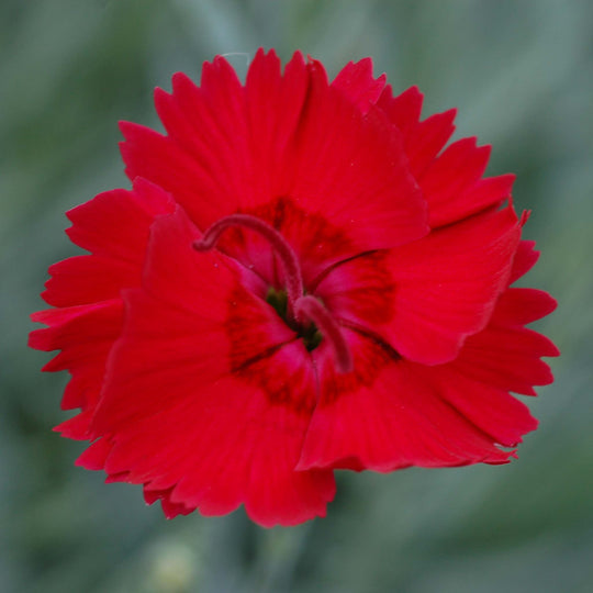 Dianthus Alpine Fire Star