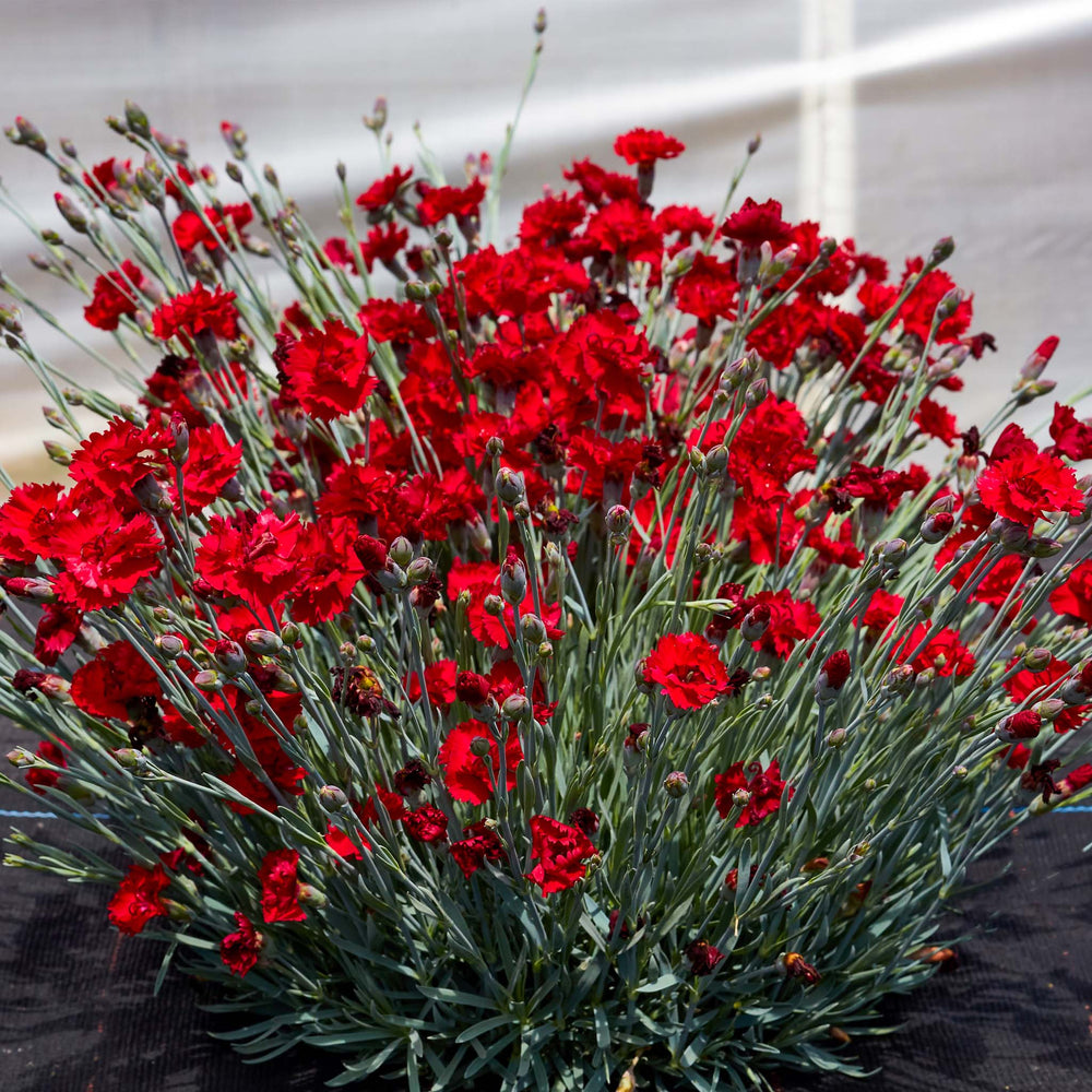 Dianthus Alpine Fire Star
