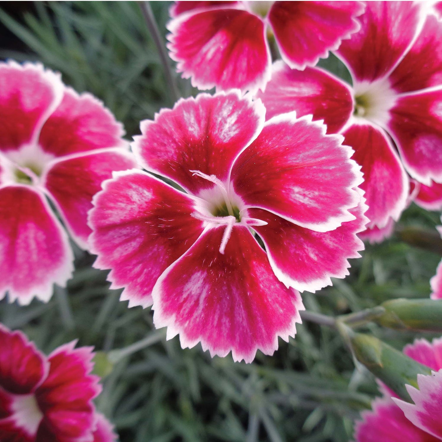 Dianthus Apline Flutterburst