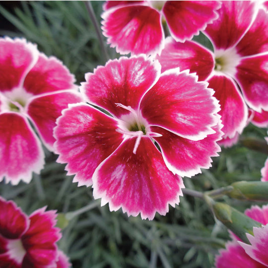 Dianthus Apline Flutterburst