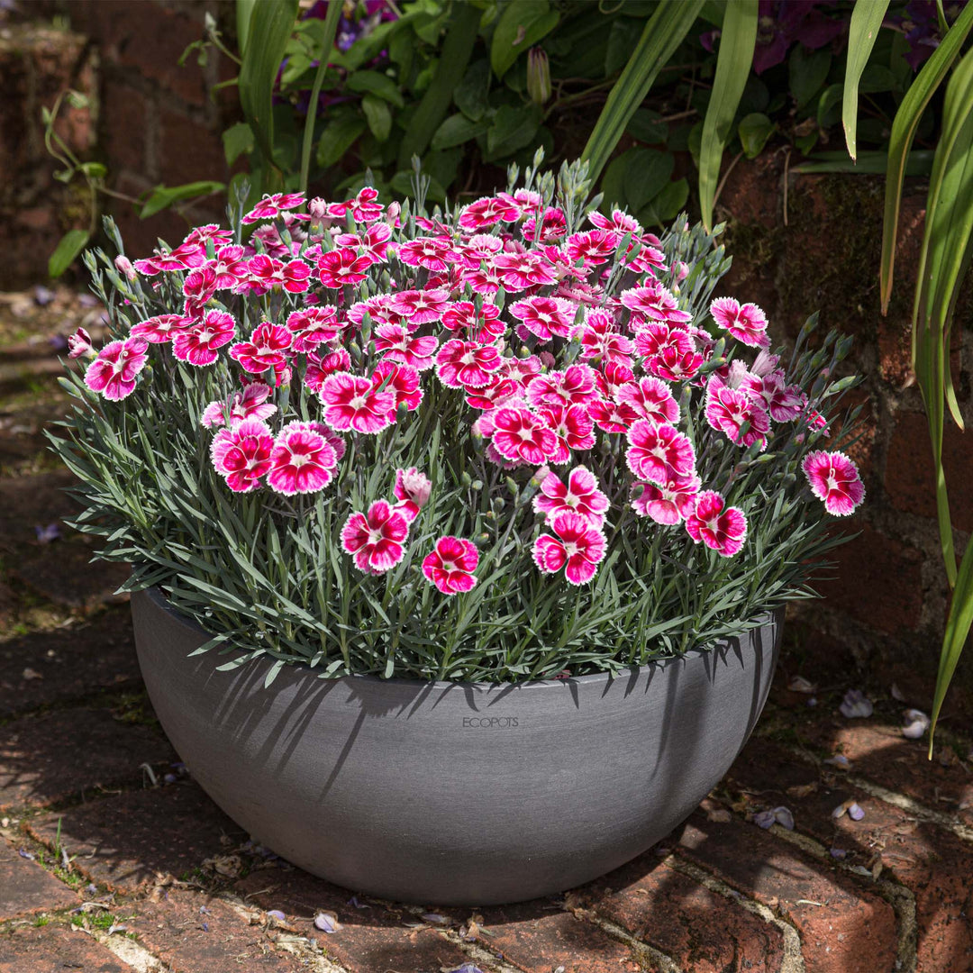 Dianthus Apline Flutterburst