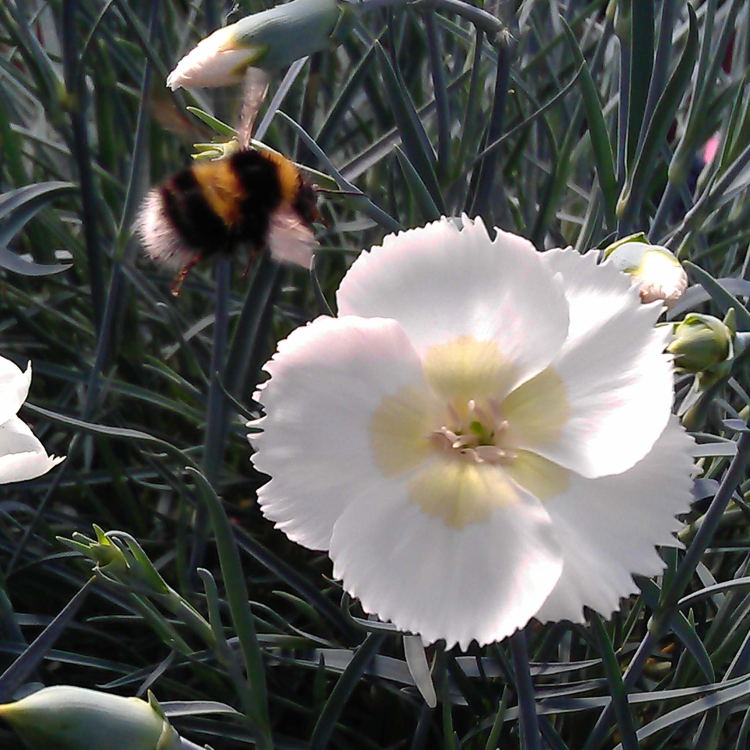 Dianthus Mojito