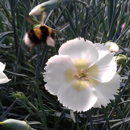 Dianthus Cocktails Collection