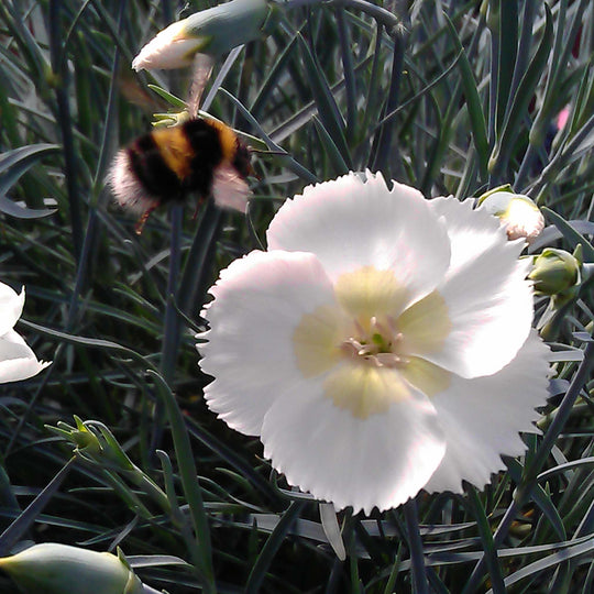 Dianthus Cocktails Collection