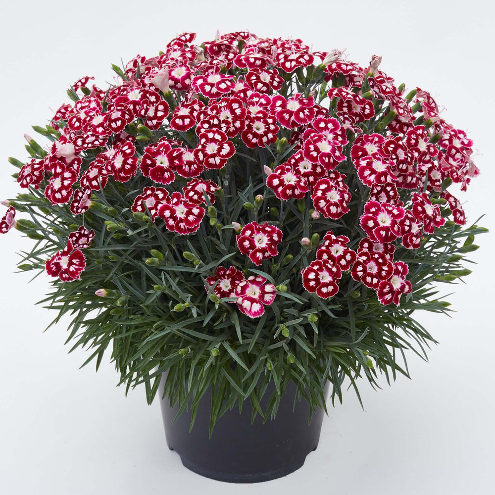 Dianthus Alpine Morello Star