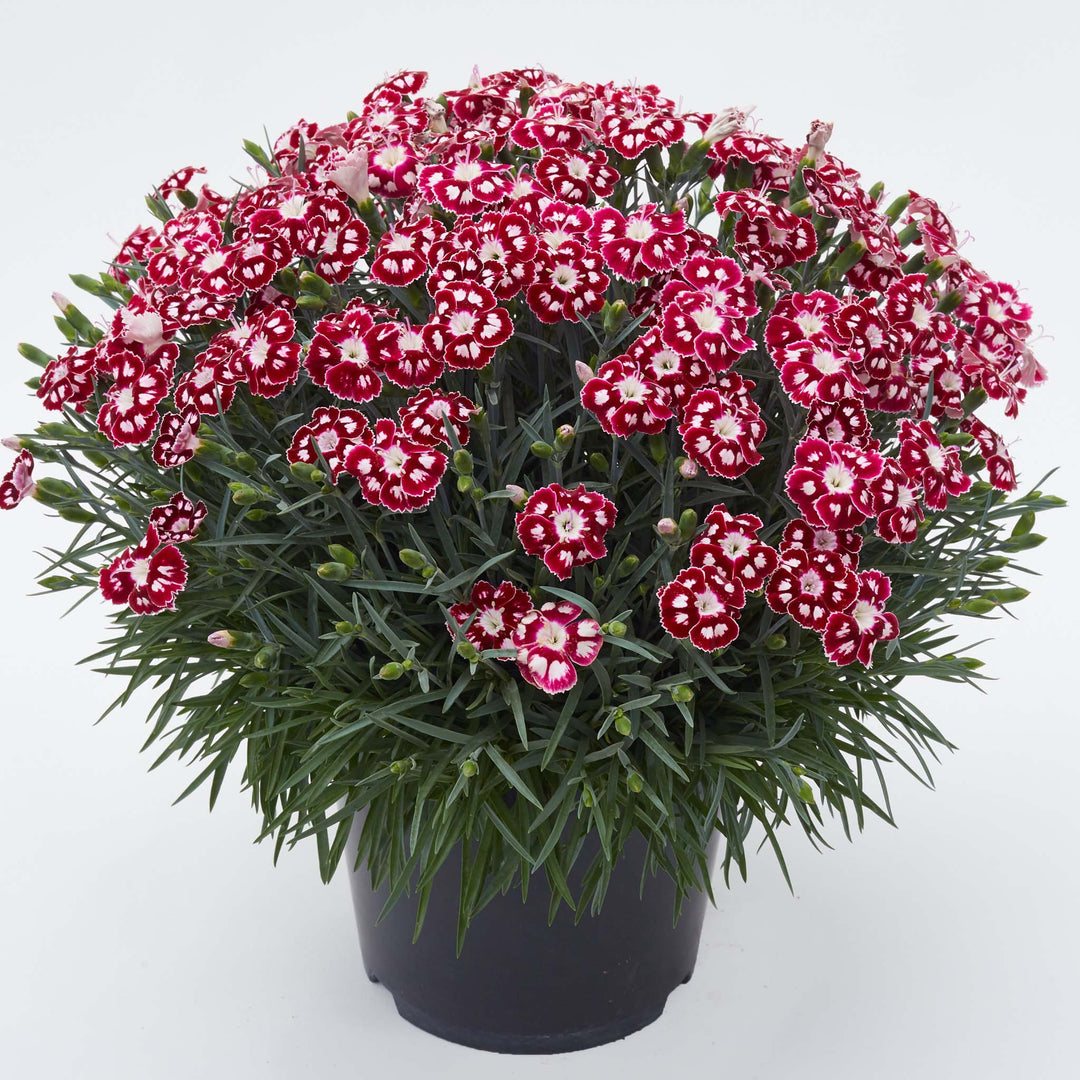 Dianthus Alpine Collection
