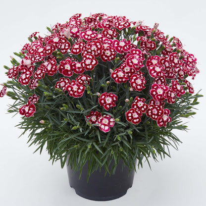 Dianthus Alpine Morello Star