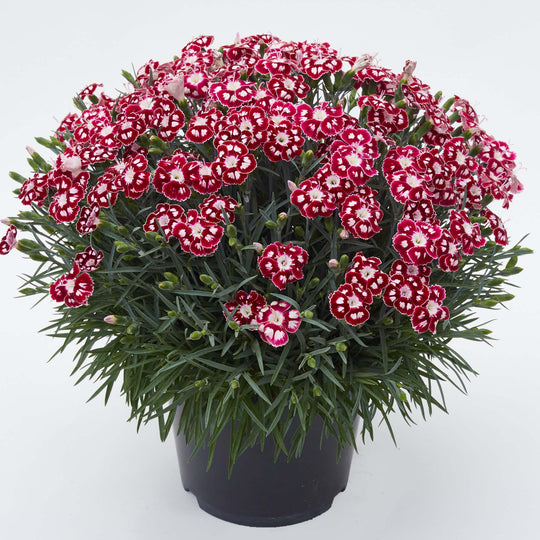 Dianthus Alpine Collection
