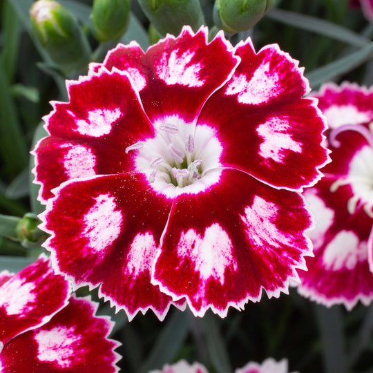 Dianthus Alpine Morello Star