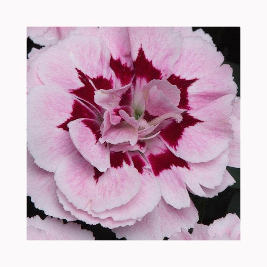 Dianthus Scented Collection