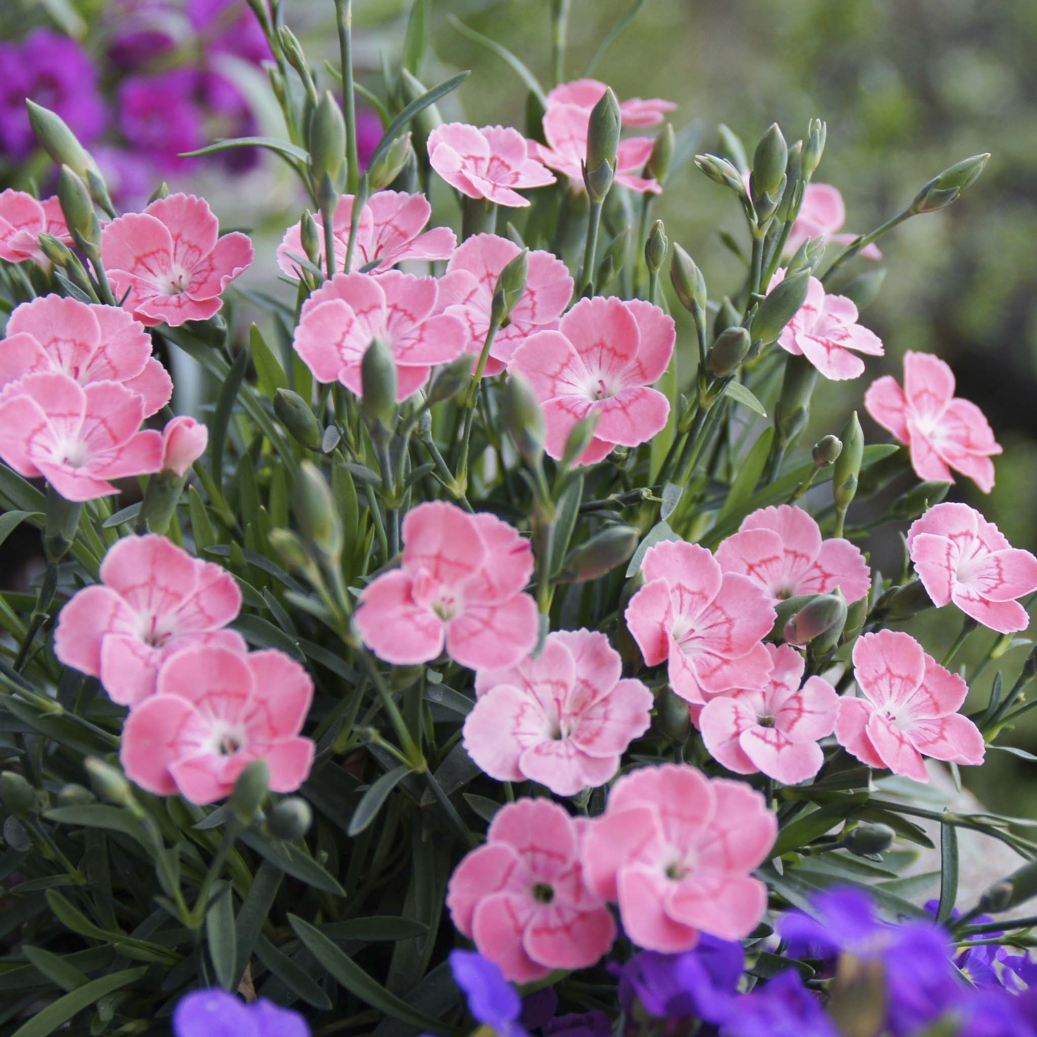 Dianthus Peach Party