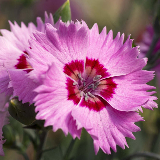 Dianthus Cocktails Collection
