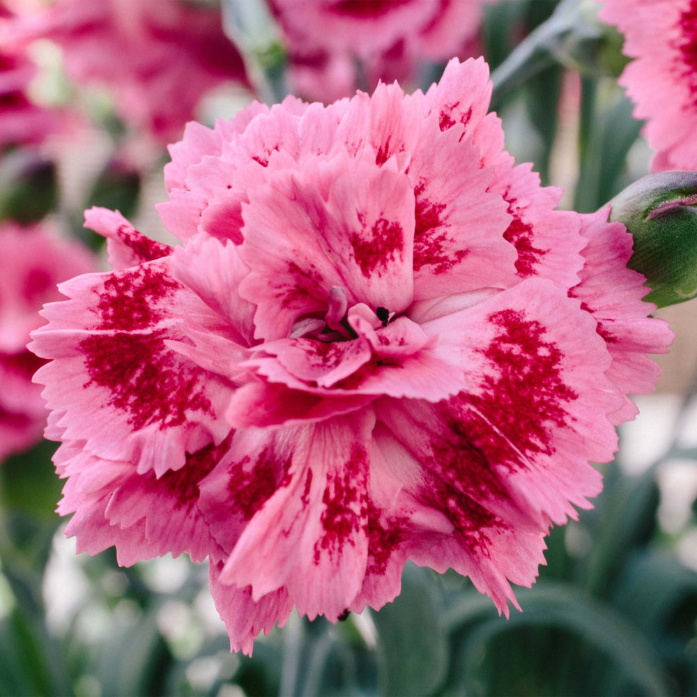 Dianthus Scent First Sugar Raspberry