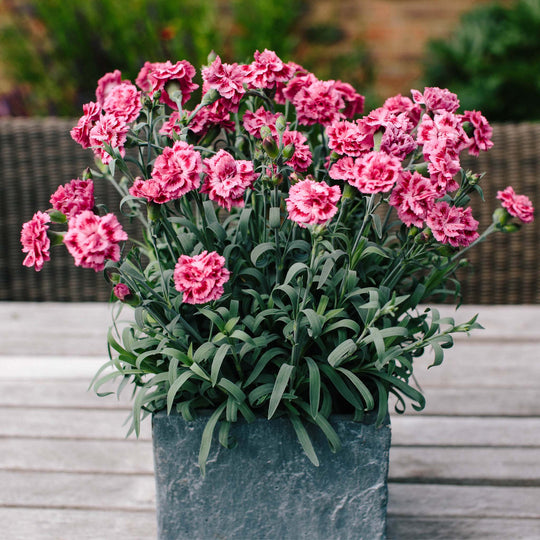 Dianthus Scent First Sugar Raspberry