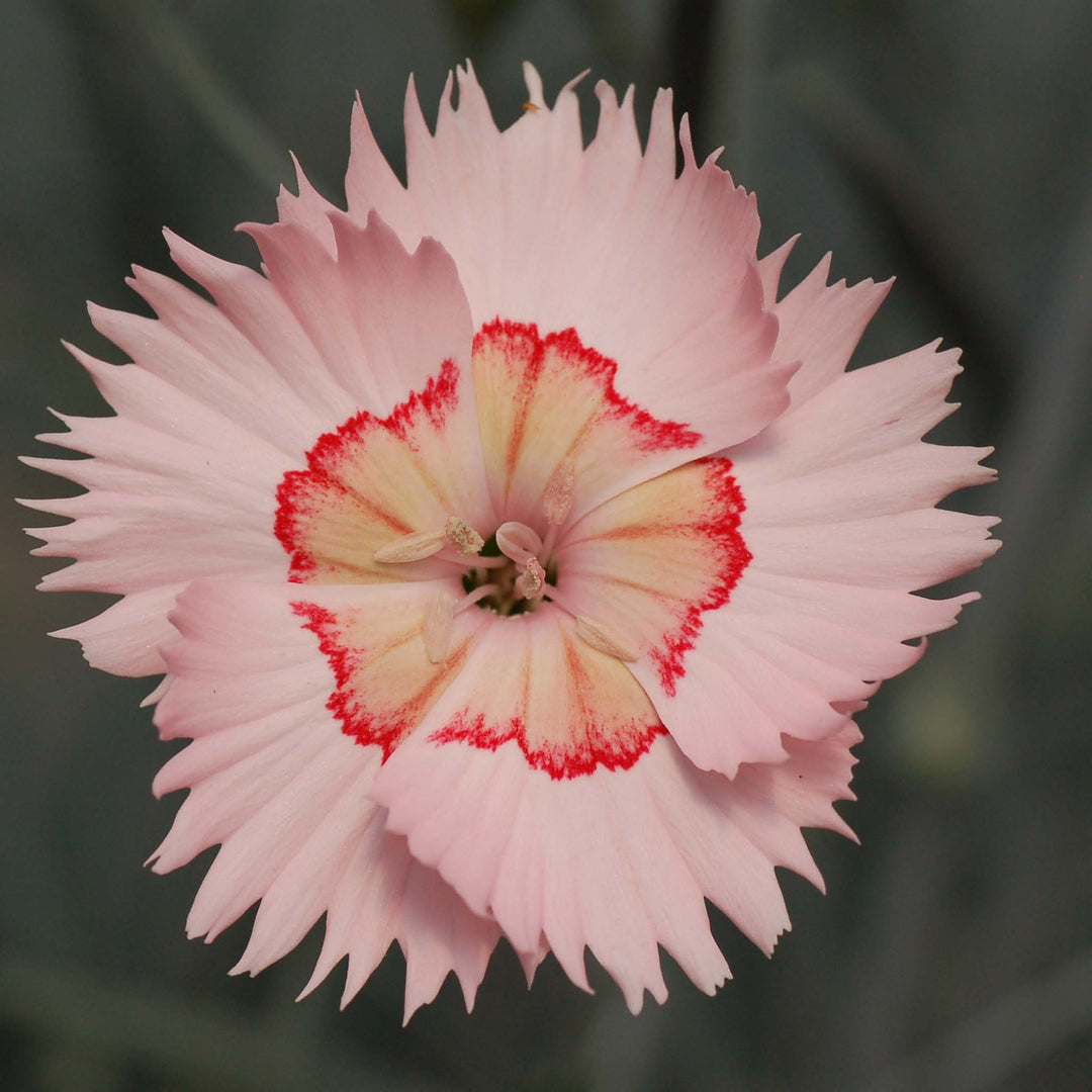Dianthus Cocktails Collection