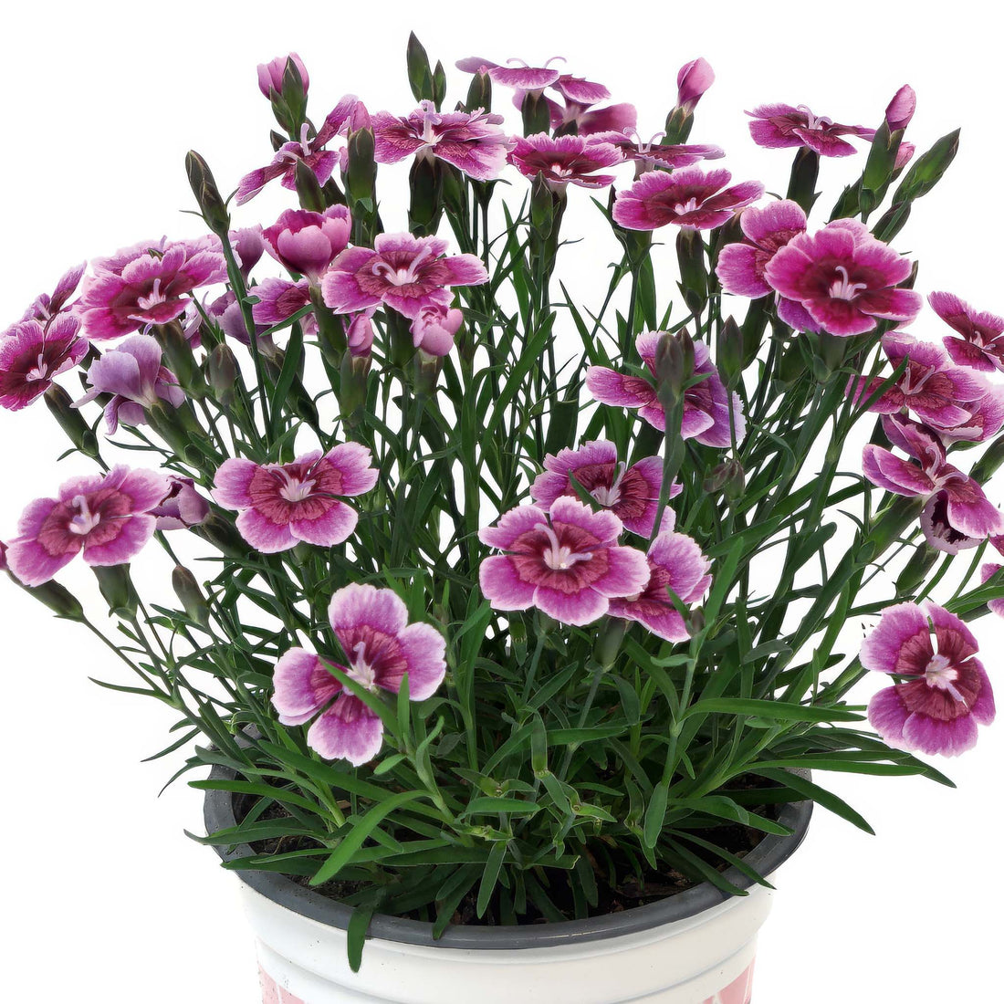Dianthus Bicolor Flash