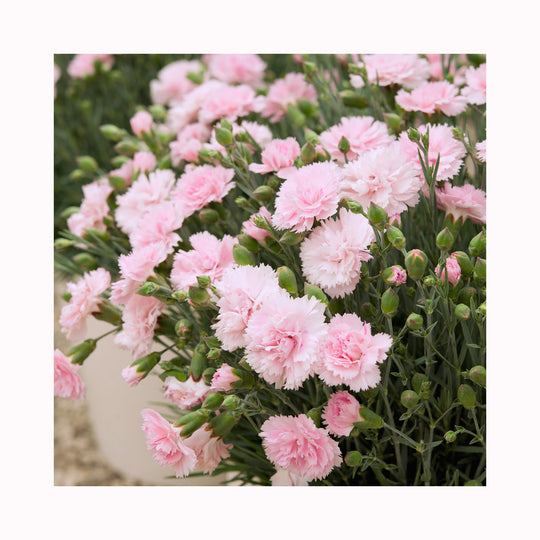 Dianthus Scented Collection
