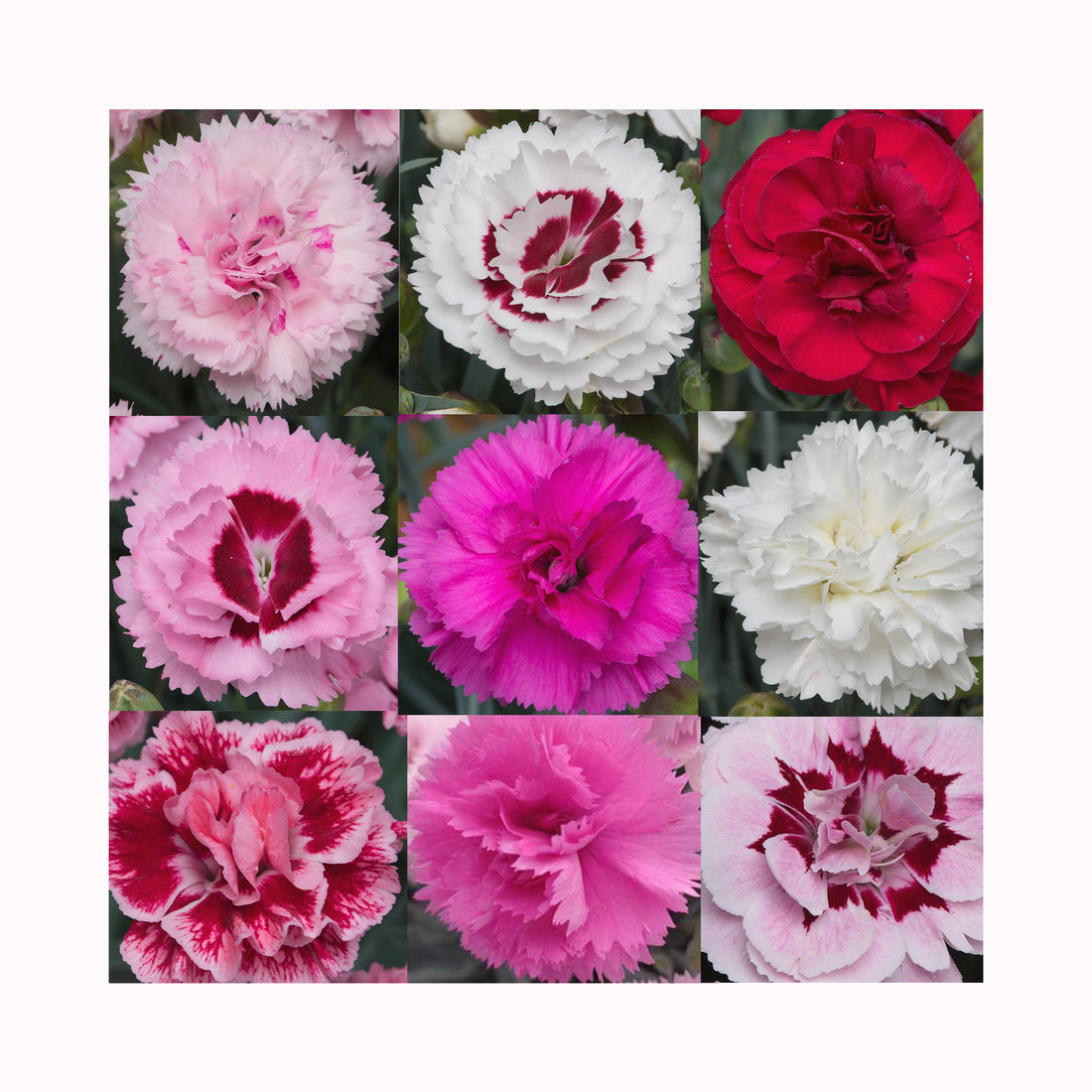 Dianthus Scent First Collection