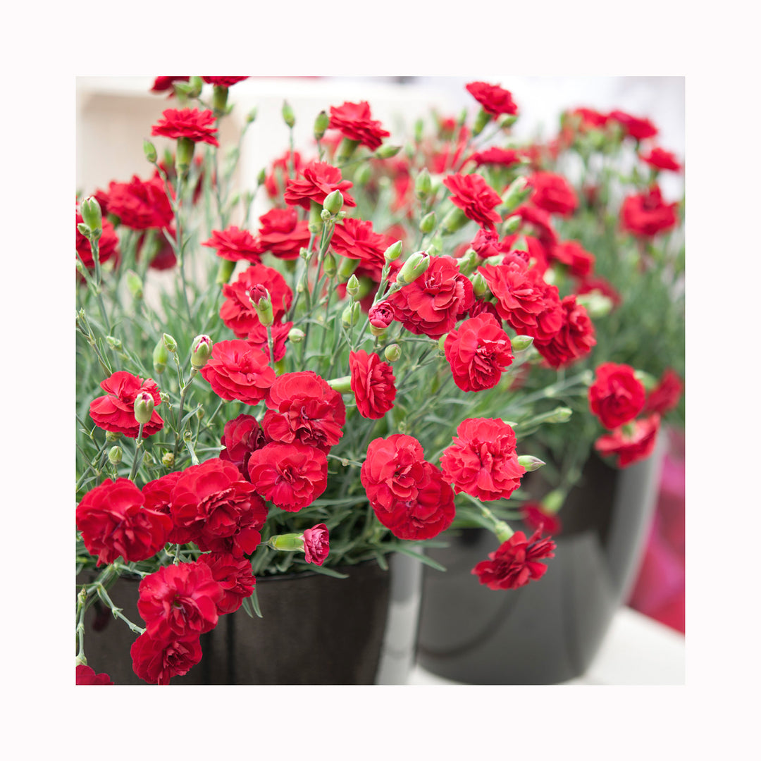 Dianthus Scented Collection