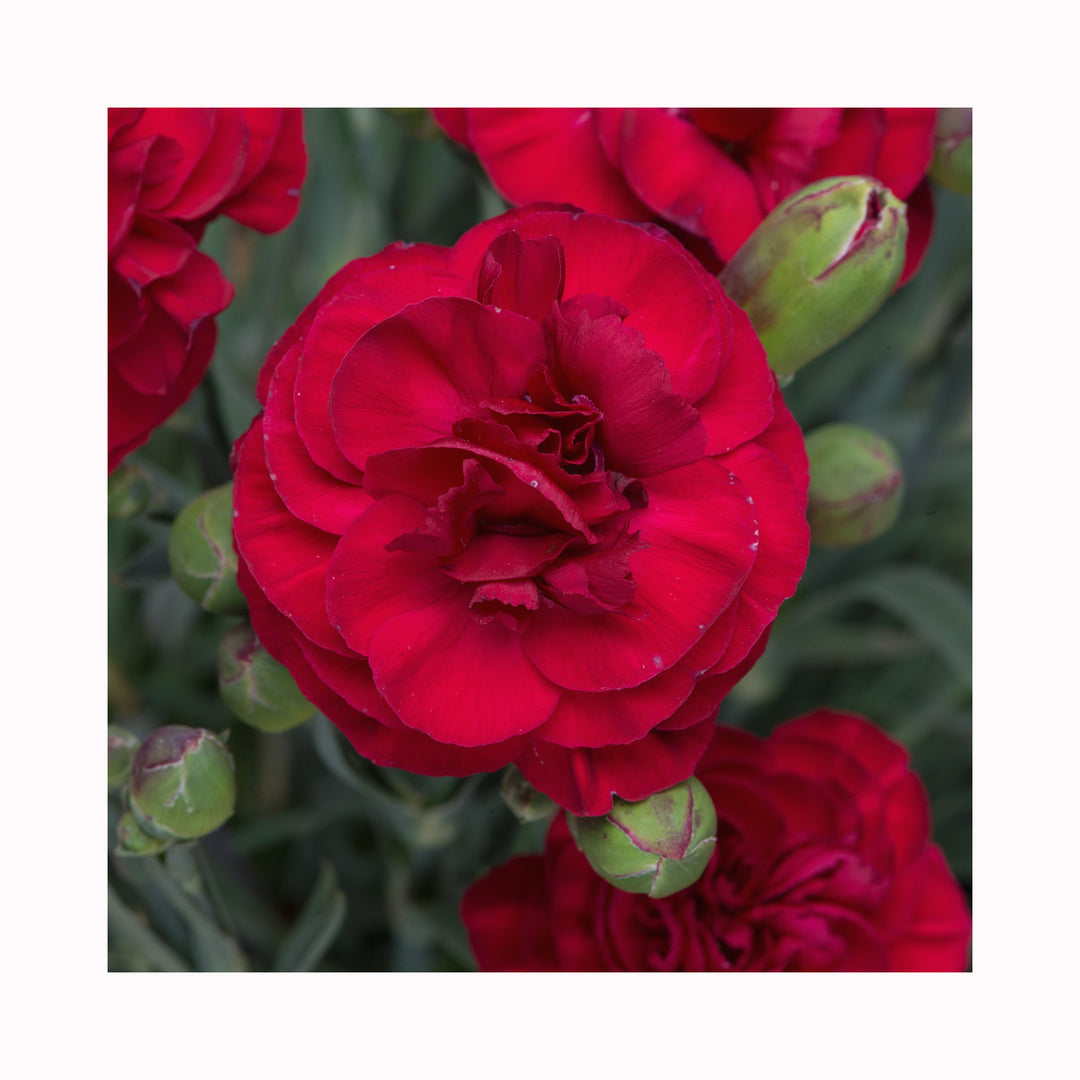 Dianthus Scented Collection