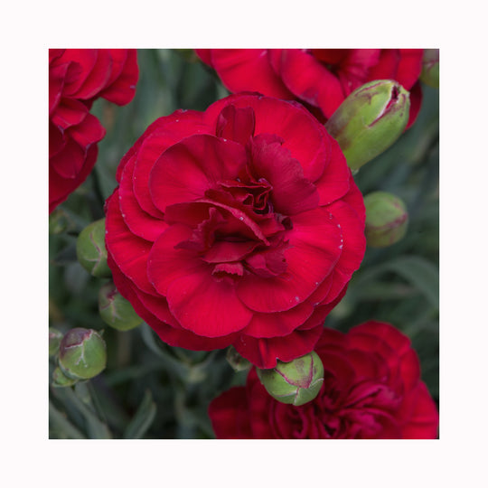 Dianthus Scented Collection