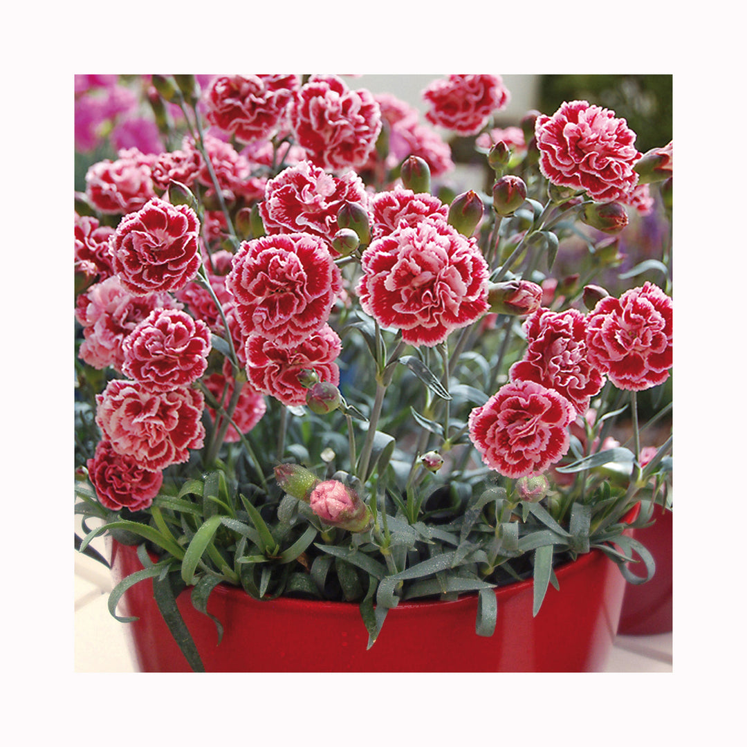 Dianthus Scented Collection