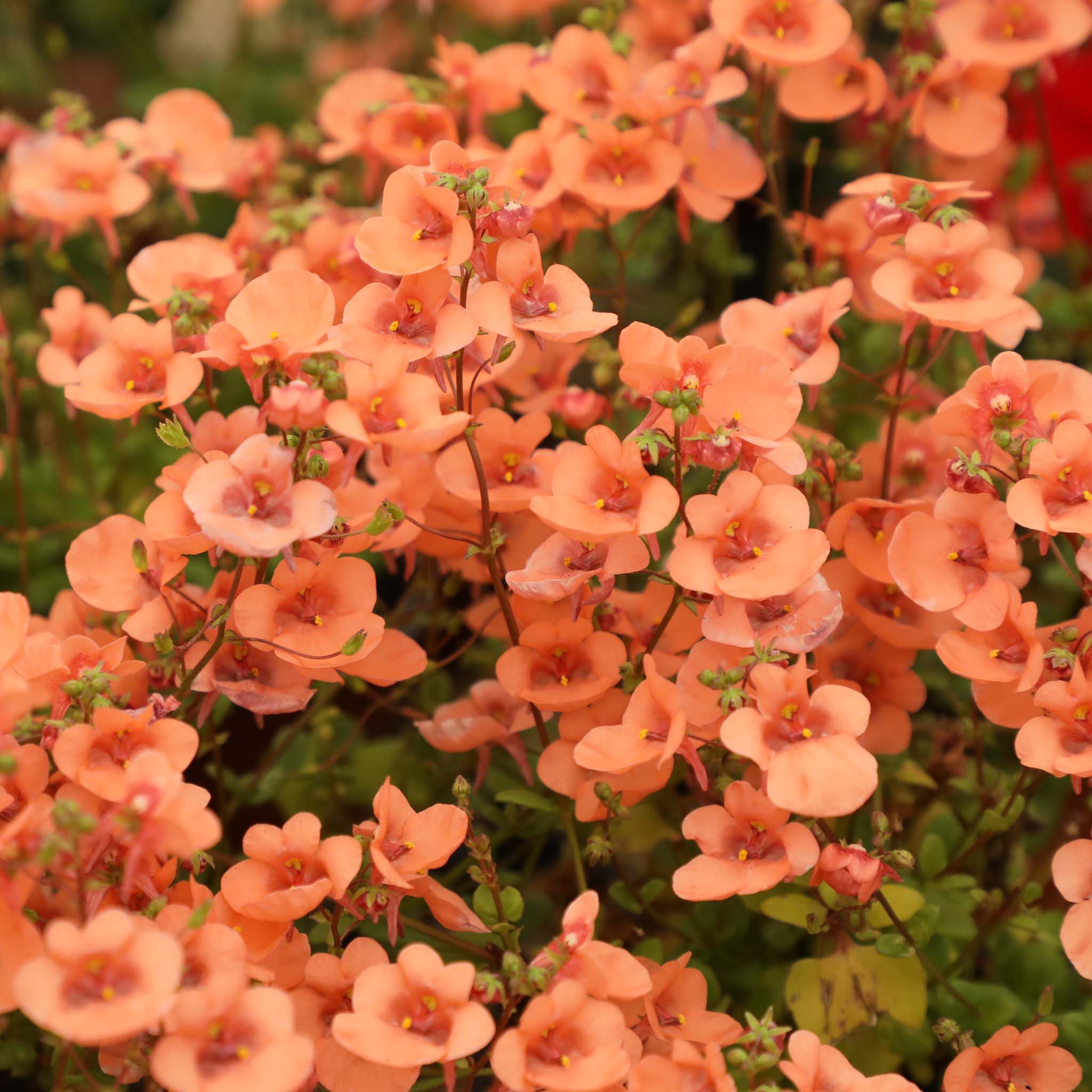 Diascia Orange
