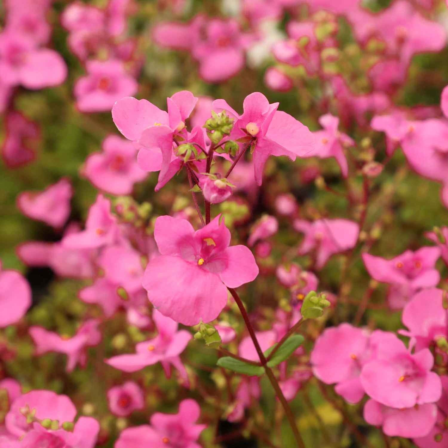 Diascia  Elfjes Pink
