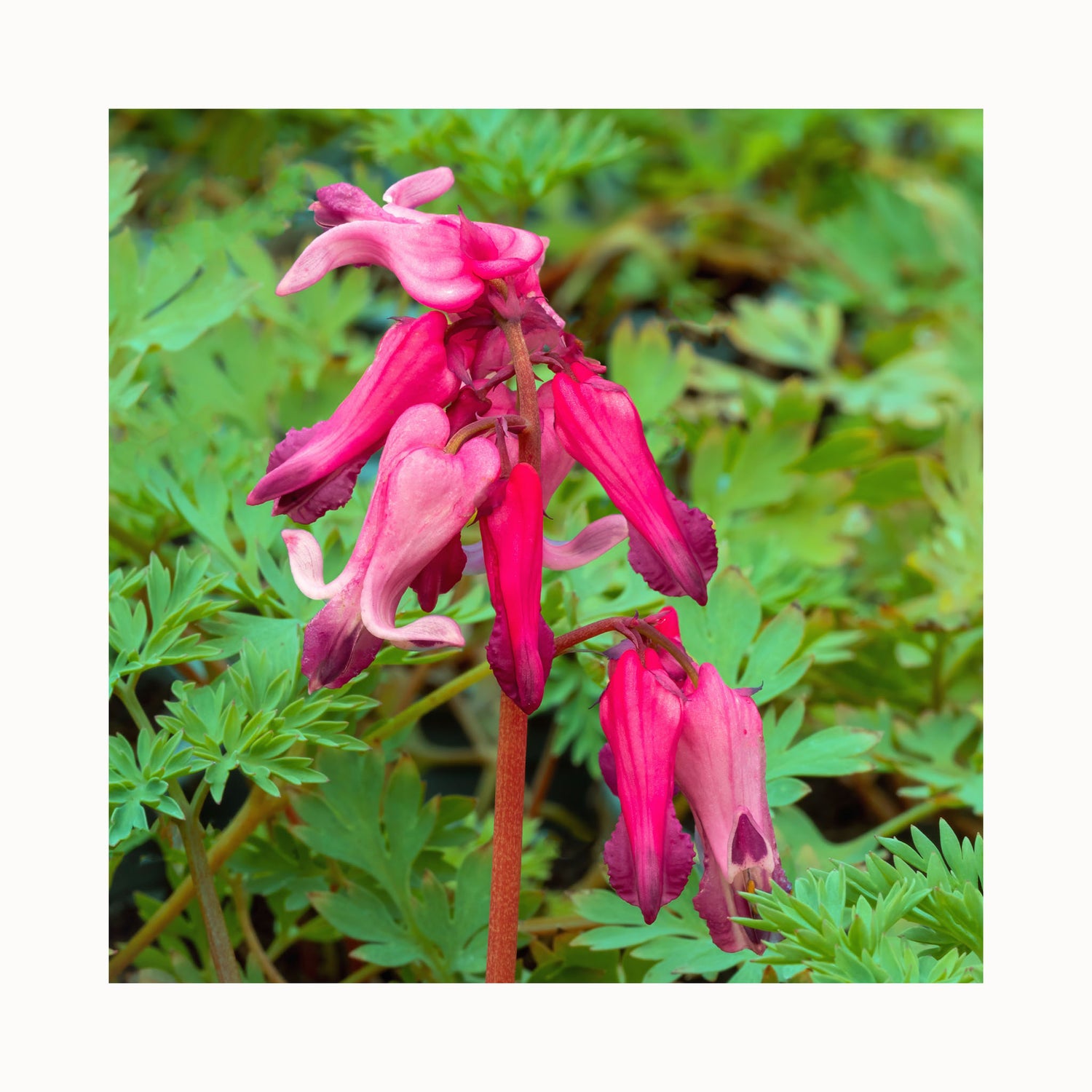 Dicentra Candy hearts