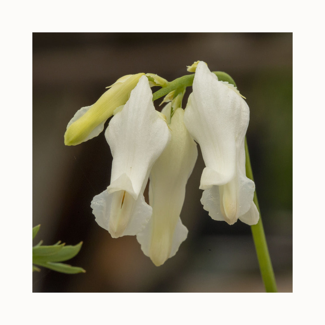 Flowering White Dicentra Ivory hearts