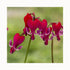 Deep red flowers of Dicentra Red Fountain