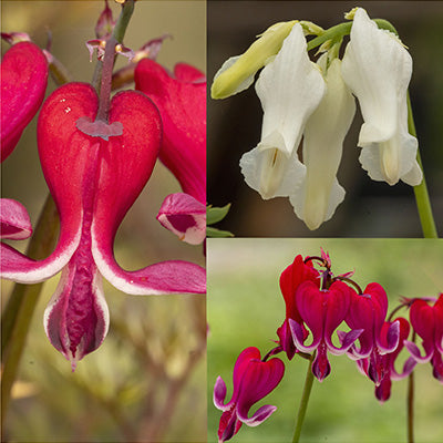 collection of 3 different Dicentra plants
