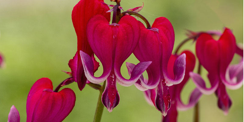 deep cherry flowers of Dicentra red fountain