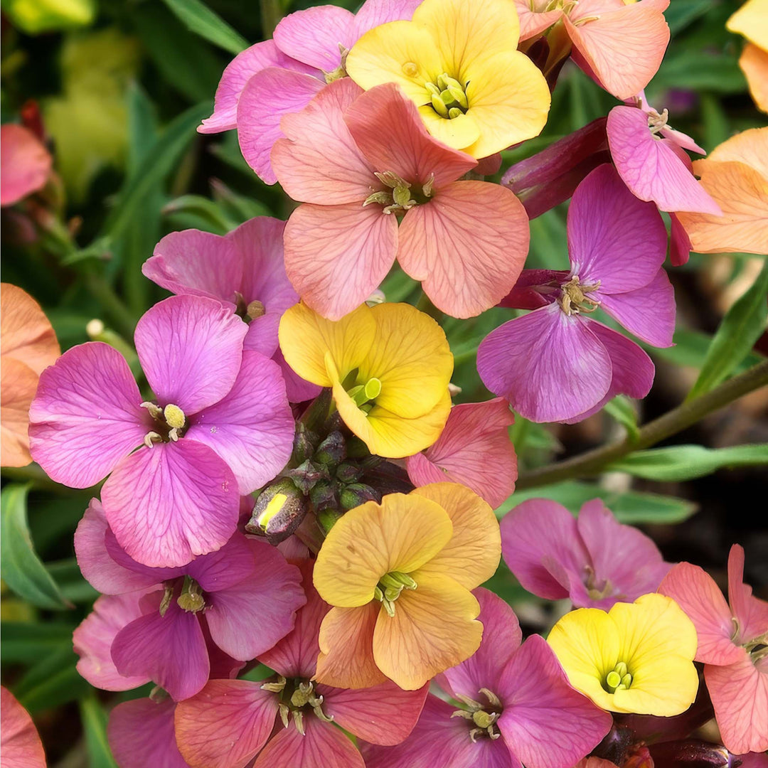 Erysimum Collection