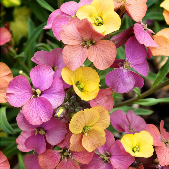 Erysimum Collection