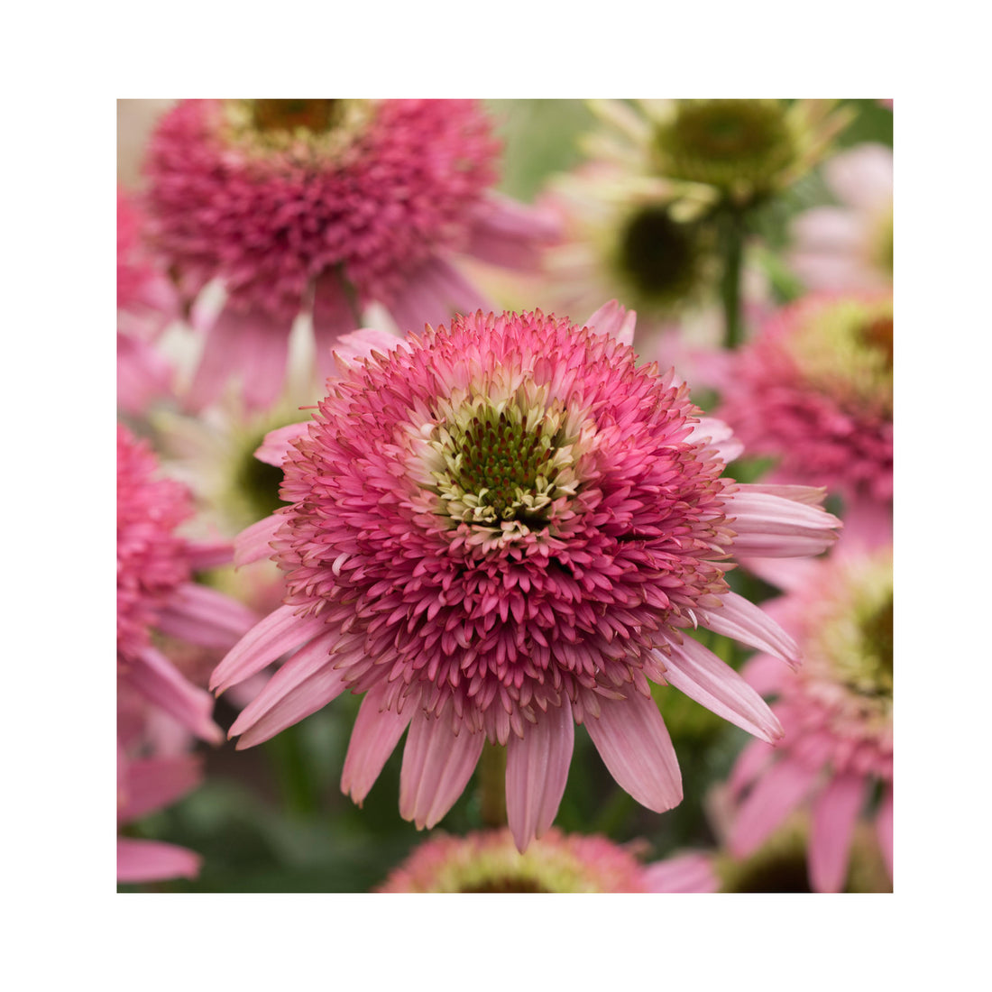 Echinacea Butterfly Kisses