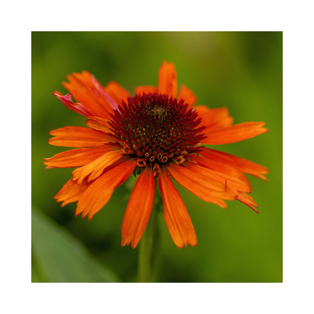 Echinacea Carrot Cake